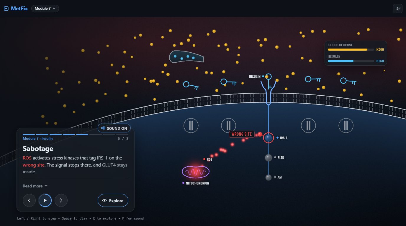 A frame from Module 7 of the animated course: reactive oxygen species tag the insulin signal at the wrong site, so the glucose doors stay closed