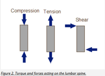 Spine Mechanics for Lifters – Persistence